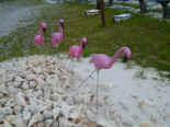 flamingos.jpg (70475 bytes)