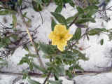 yellowflowerg.jpg (79096 bytes)